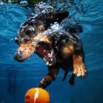 Perros en el agua por Seth Casteel