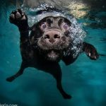 Perros en el agua por Seth Casteel
