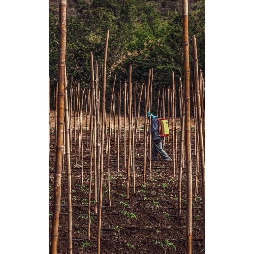 "Arraigos: El personaje rural" una serie de Daniela Gómez